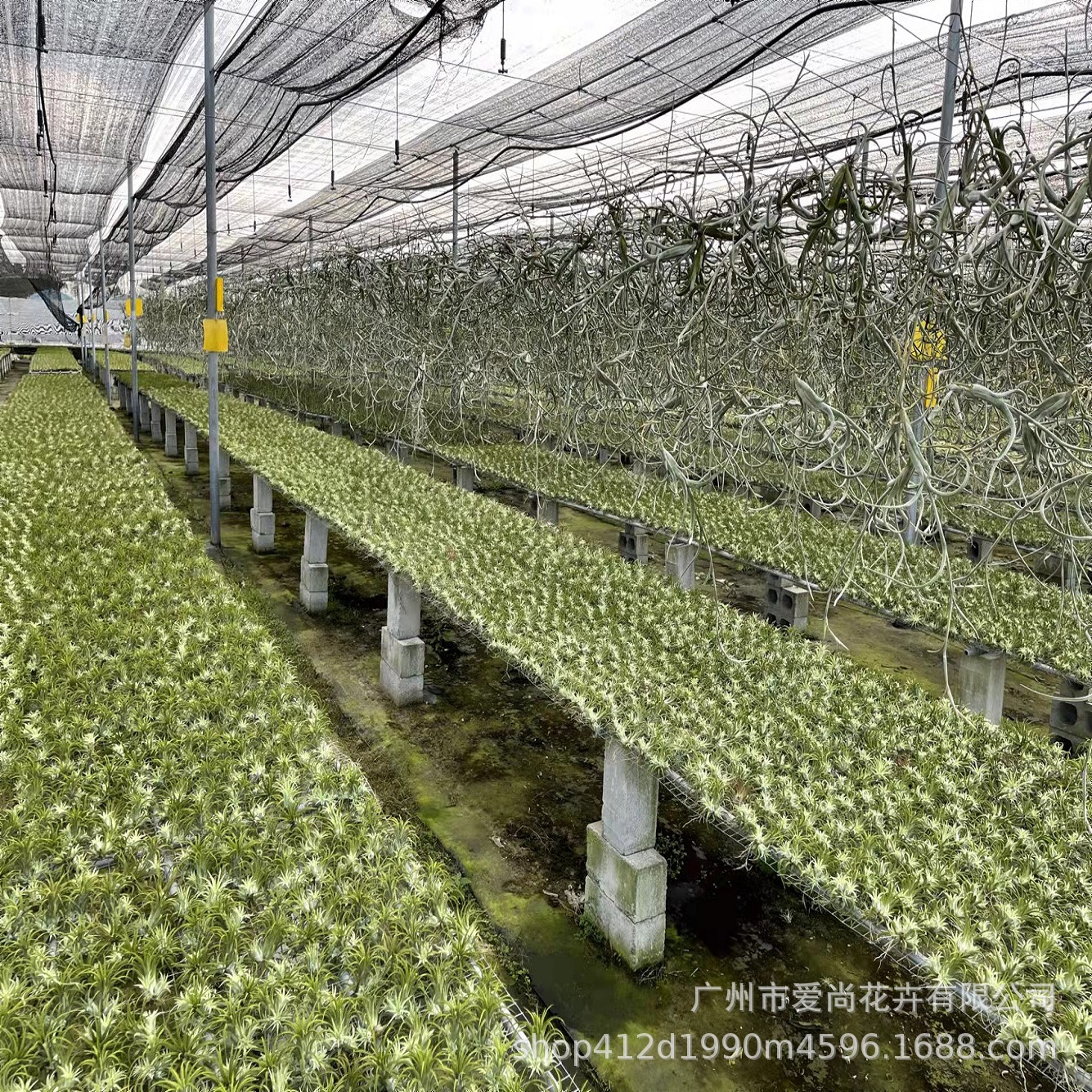 Air Pineapple Wholesale Soilless Plant Potted Small Octopus Elf Cotton Candy Flower Flowers Bei Kali Variety Green Planting