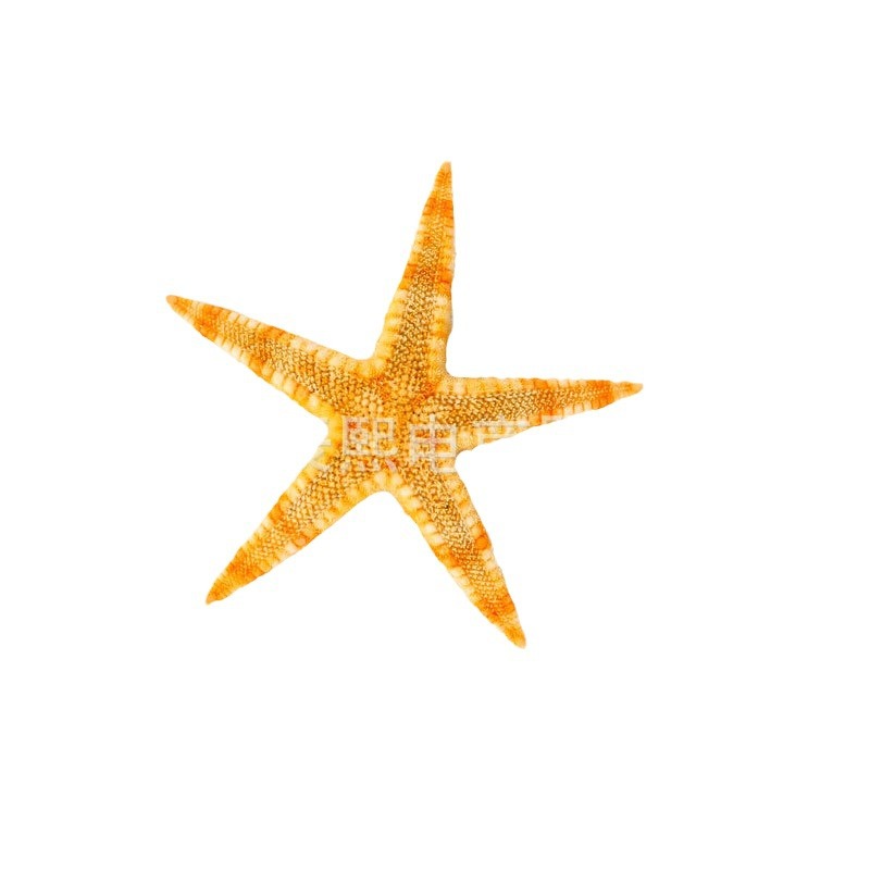 Natural Shell Conch Series Bread Five-Finger Starfish Large Starfish Specimen Home Collection Decoration Manufacturer Wholesale