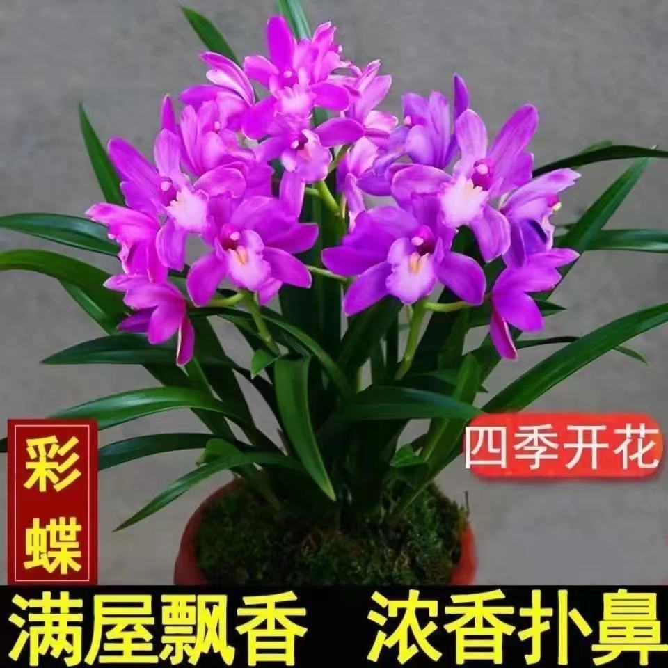 Orchids Bloom in the Same Year, Bloom in All Seasons, Strong-Scented Orchid Seedlings, Ink Orchids, Fragrant Indoor Flowers, Purify the Air