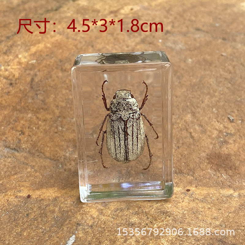 Real insect specimens science teaching aids transparent crystal resin ornaments beetle spiders scorpion Golden Turtle Locust crickets cricket