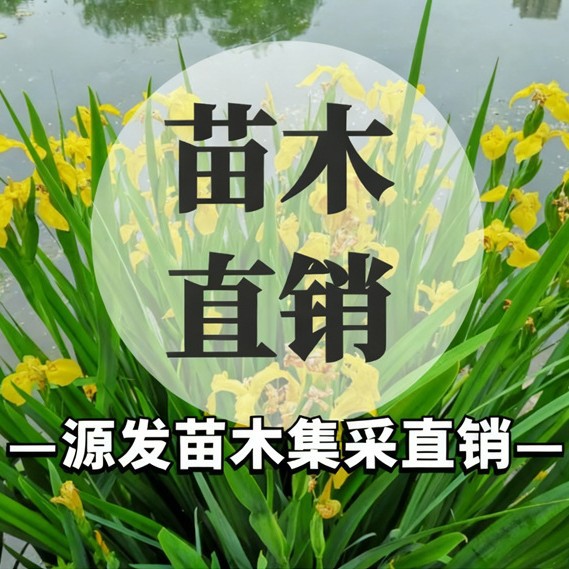 Various Aquatic Plants Such as Aquaticum, Dwarf Aquaticum, Dwarf Evergreen Aquaticum Are Packaged in Batches Directly from the Manufacturer