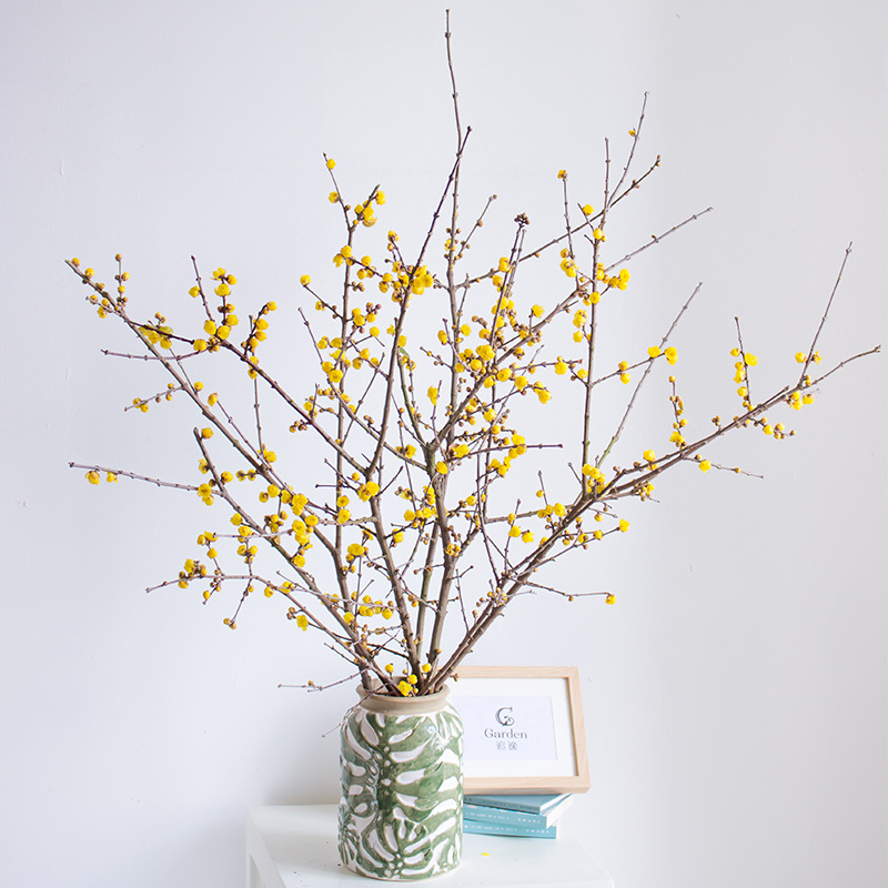 Свежие срезанные цветы суксин зимнего цветка, юньнань, прямая стрижка, гидропонные растения, свежие ветки зимнего цветка, ветки зимней сакуры