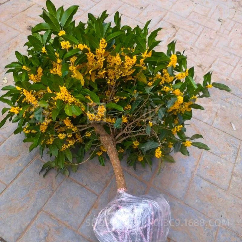 Grafted Four-Season Osmanthus Saplings Potted Ground Planting Indoor House Courtyard Golden Osmanthus and Osmanthus Strong-Scented Plant Landscape Tree