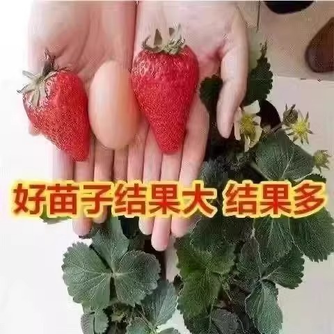 Strawberry Seedlings, Cream Strawberry Planting, Four-Season Fruiting Potted Courtyard Balcony Indoor Strawberry Seedlings Cup Seedlings