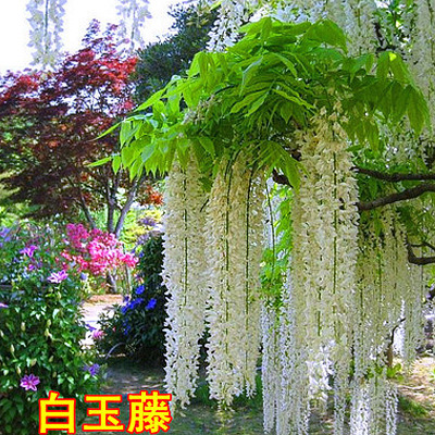 Wisteria Saplings, Climbing Vines, Courtyard Walls, Four-Season Flowering Potted Flower Seedlings, Green Plants, Florals, Vines, Purple Wisteria