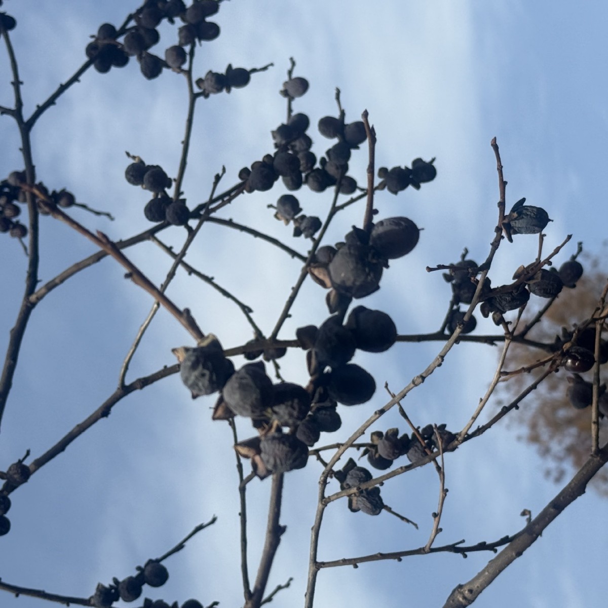 Zaoshan Taihang Temptation Hebei Authentic Natural Wild Seedless Jujube Black Date Soft Date Persimmon Manufacturer Wholesale