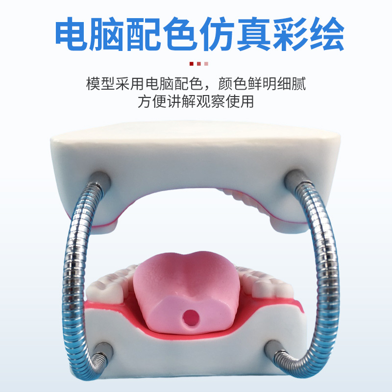 Dental Care Health Model Large Tooth Cleaning Teaching Mold 6 Times Magnification Oral Care Tooth Model