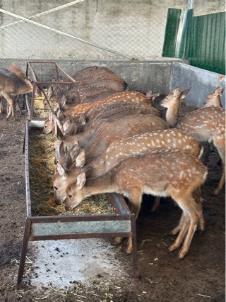 Live Sika Deer Seedlings, Family-Friendly Sika Deer Ornamental Sika Deer Seedlings, Prices for Adult Sika Deer Supply