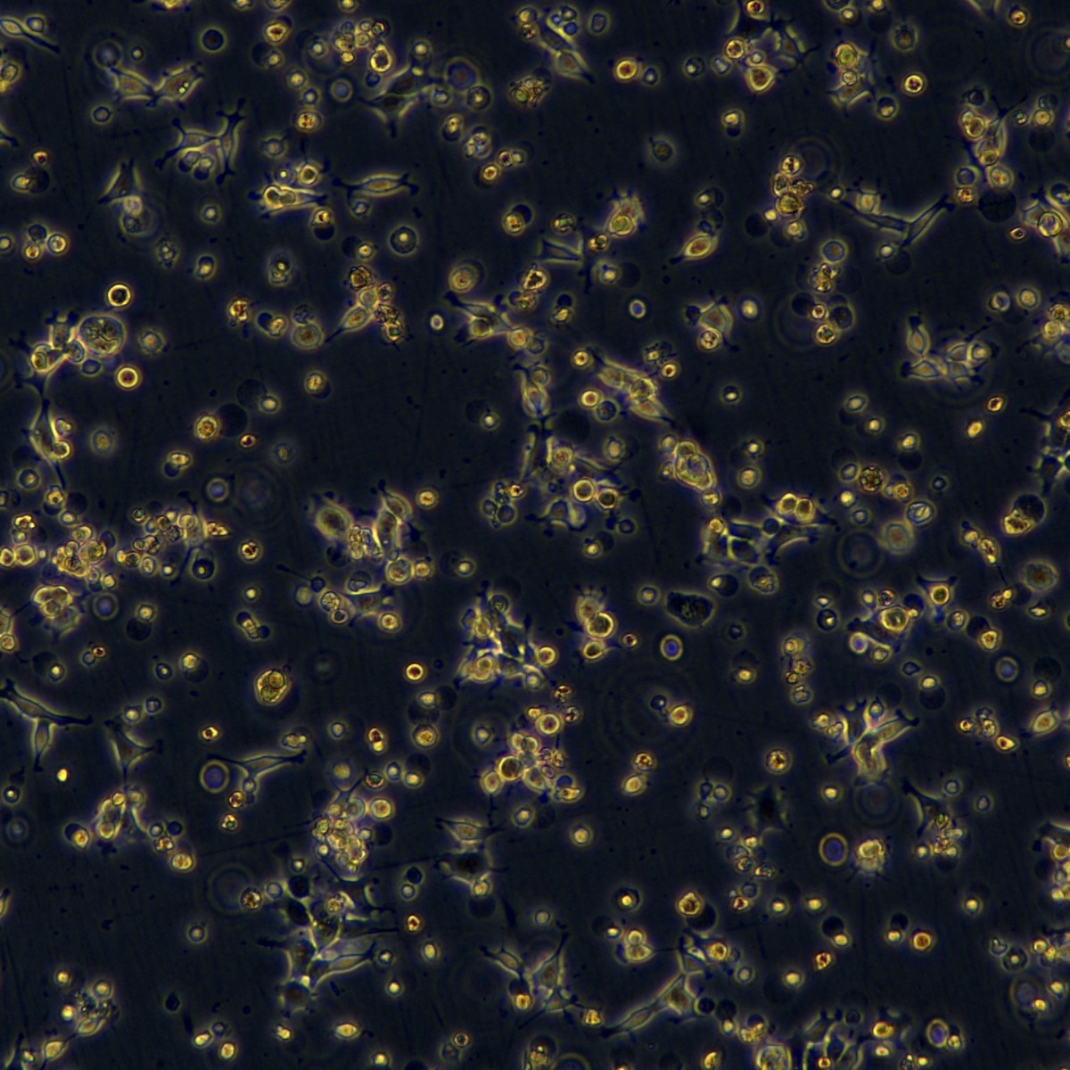 Meisenctcc Meisen ороговевшая карцинома орофарингеальной области, штам, устойчивый к цисплатину Fadu/Ddp