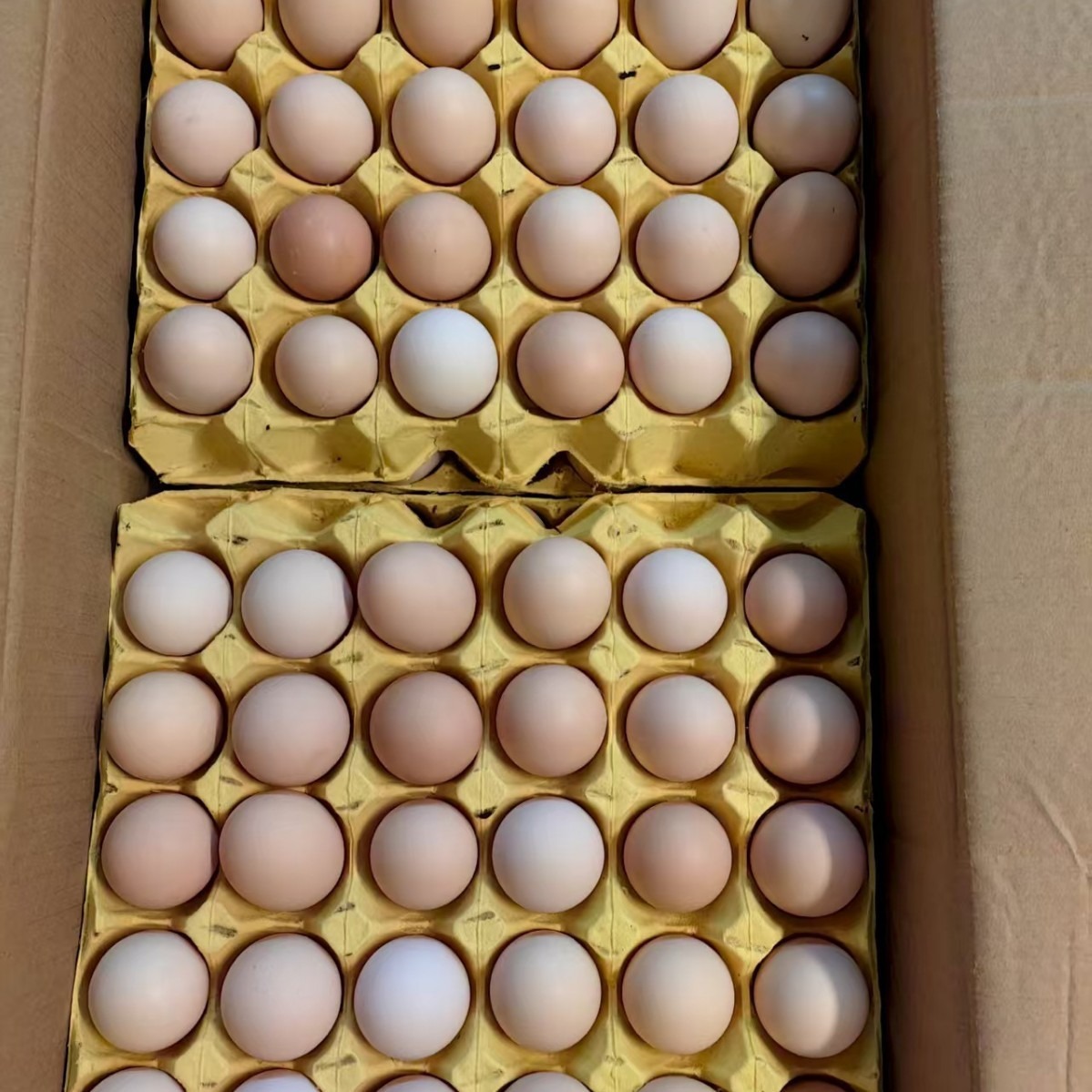 Mountain Chicken Eggs, Grass-Fed Chicken Eggs, Selenium-Rich Chicken Eggs, Cordyceps Chicken Eggs, Authentic Free-Range Chicken Eggs, Wholesale in Large Quantities