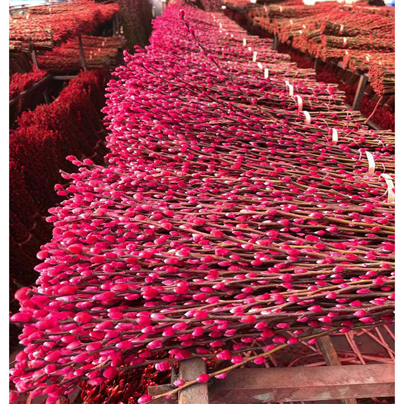 Sichuan Silver Willow Wholesale Color Willow Red Willow Silver Bud Willow Spring Festival New Year's Eve Flowers Dried Flower Arrangement Silver Willow Fresh Branches