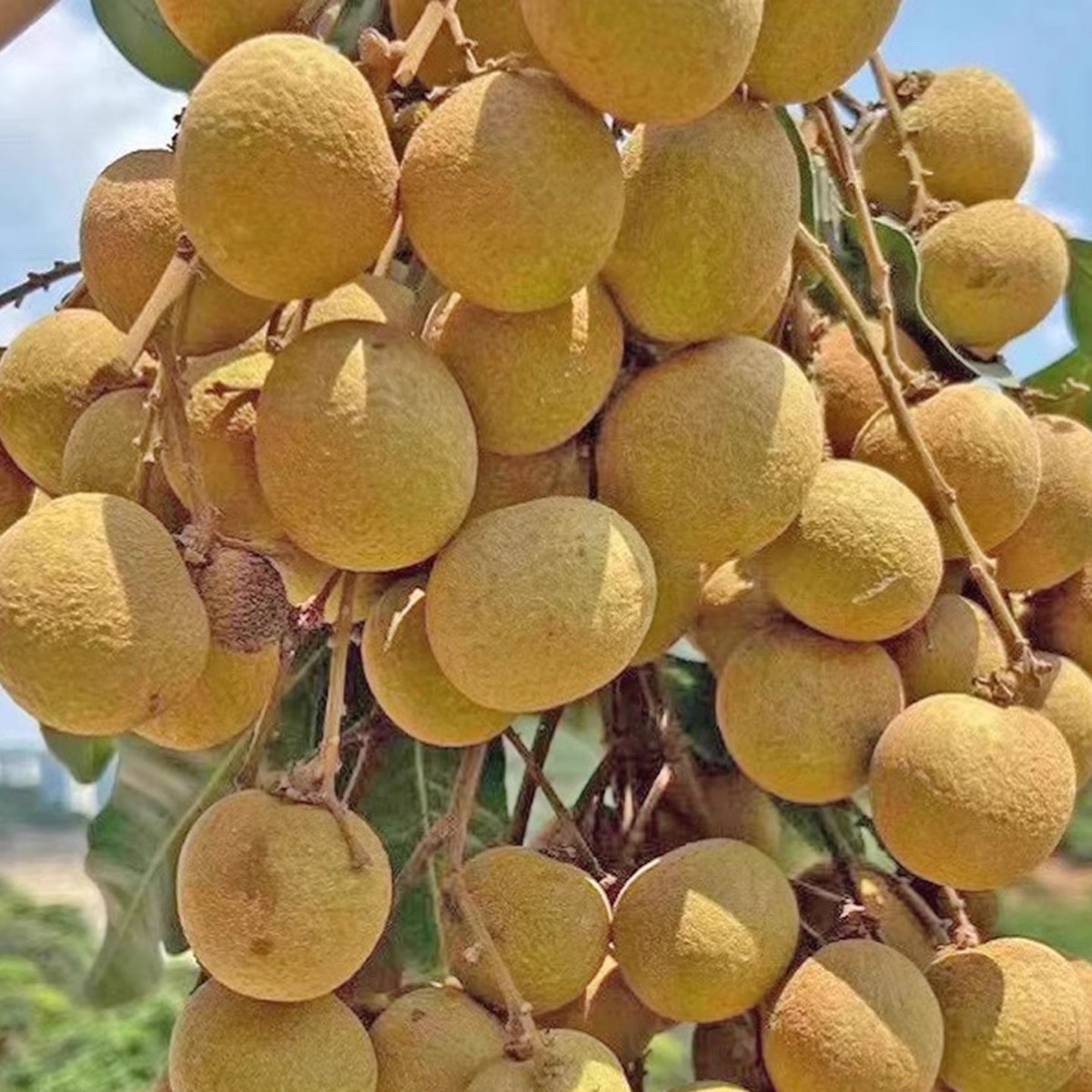 Freshly Picked Wholesale Fruits, Fresh Seasonal Longan, Fresh Fruits for Pregnant Women, Fresh Longan