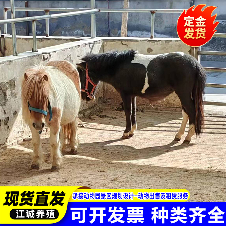 Breeding Manufacturers Sell Straight-Haired Dwarf Pet Horses, Living Kidsren's Small Riding Horses, Pony Living Dwarfs