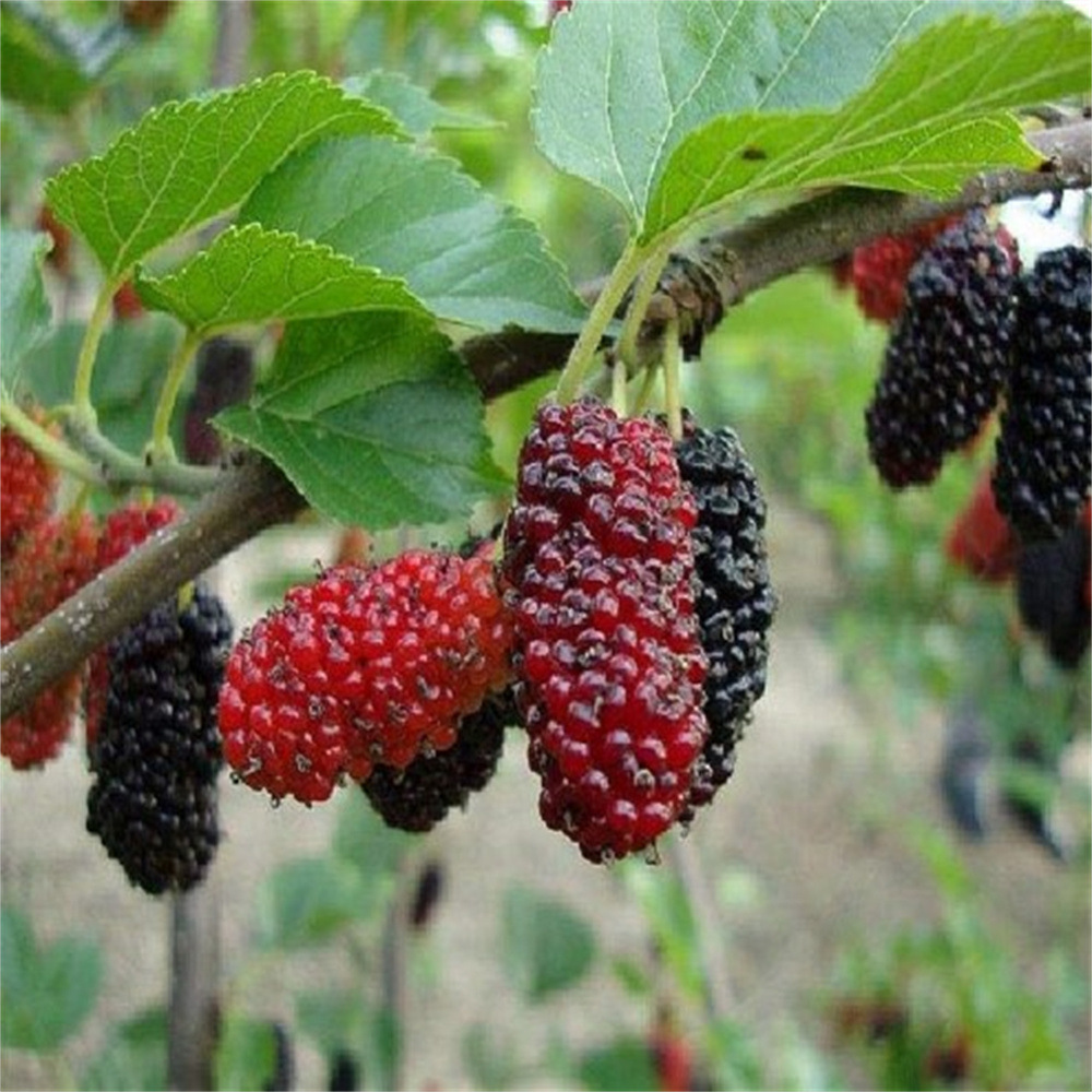 Mulberry Saplings, Mulberry Saplings, Fruit-Bearing Mulberry Potted Plants, Ground Planting in the North and South, Chinese Black Mulberry Seedlings That Bear Fruit in the Same Year