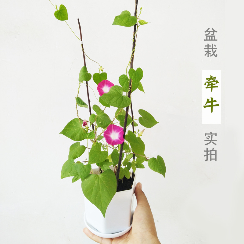 Small Potted Flower Seeds, Dwarf Sunflowers, Morning Glories, Impatiens, Sunflower Manufacturers, Small Packages, Ready-Made Packages