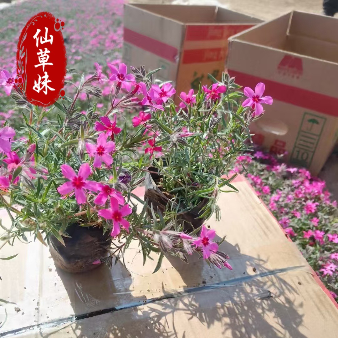 Base Phlox Zhi Sakura Seedlings with Flower Potted Mixed Color Clump Zhi Sakura Seedlings Flower Seedlings Garden Flower Wholesale