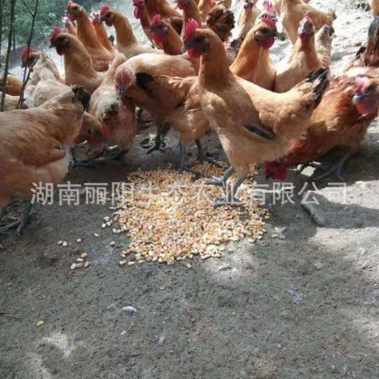 Live Chicken Chicks, Black-Skinned Red-Crowned Chicken Chicks, Hatchery Direct Sales, Free-Range Chickens in Rural Areas, Easy to Raise