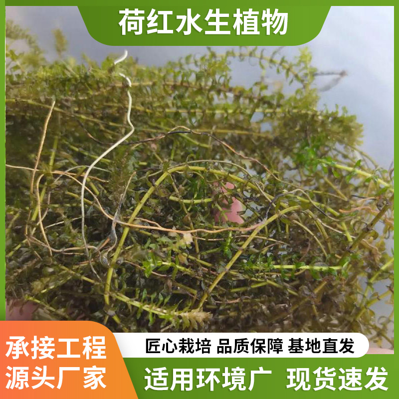 Прямые поставки элодеи, водных растений, водяного гиацинта и водорослей для очистки сточных вод и озеленения