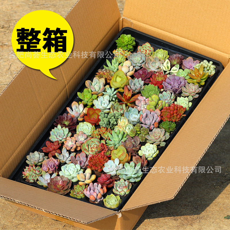 Succulent Wholesale Succulent Plants with Pots Succulent Potted Plants with Pots Wholesale Succulent Whole Box