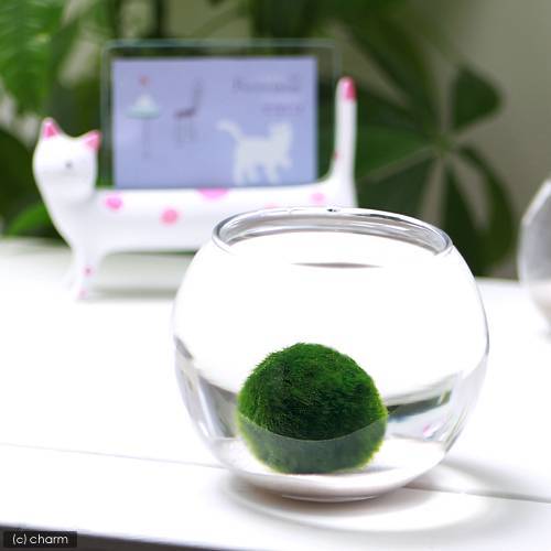 Source Direct Supply Marimo Happy Seaweed Ball Freshwater Green Living Micro Landscape Ecological Bottle Plant Mossball