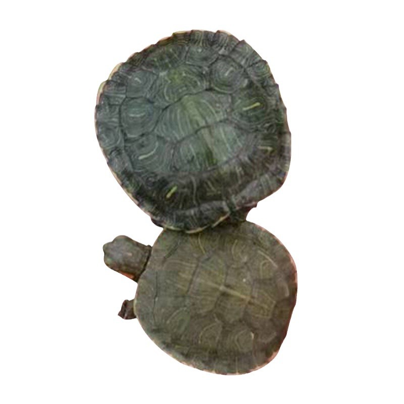 Brazilian Turtle Pet Turtle Stall Live Animal Wholesale Large and Small Turtle Seedlings Turtle Domestic Pet Turtle Wholesale Farm