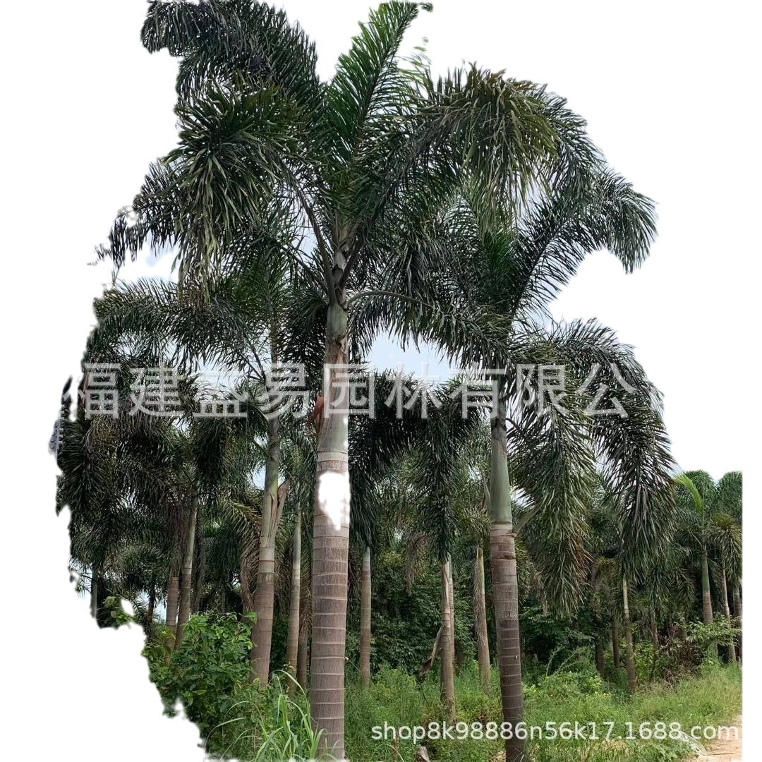 Zhejiang Clustered Multi-Pole Foxtail Coconut Tree Base Tropical Plant Coconut Tree Price Hainan Coconut Tree Wholesale