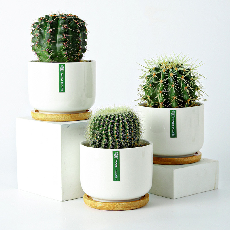 Golden Crown Golden Amber Golden Tiger Cactus Cactus Indoor Potted Plant Office Balcony Succulent Plants Good Flowers