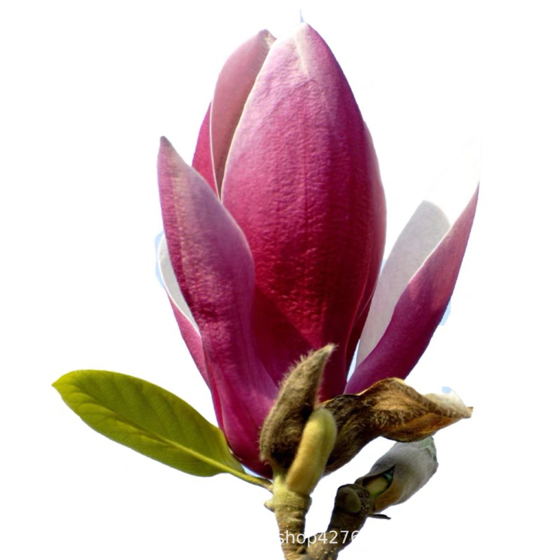 Magnolia Saplings Courtyard House Ornamental Trees Landscape Tree Engineering Greening Plants Red Magnolia White Magnolia Purple Magnolia