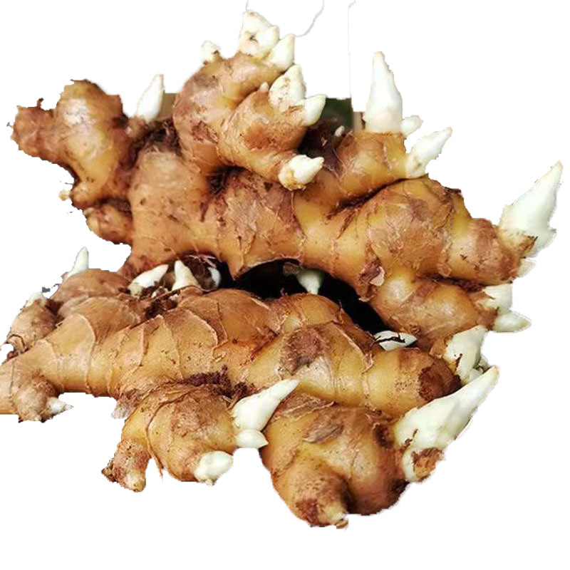 Yunnan Small Yellow Ginger Seeds, Old Ginger Seeds, Ginger Seeds, Small Yellow Ginger Seedlings, Ginger Planting Seedlings with Sprouted Ginger