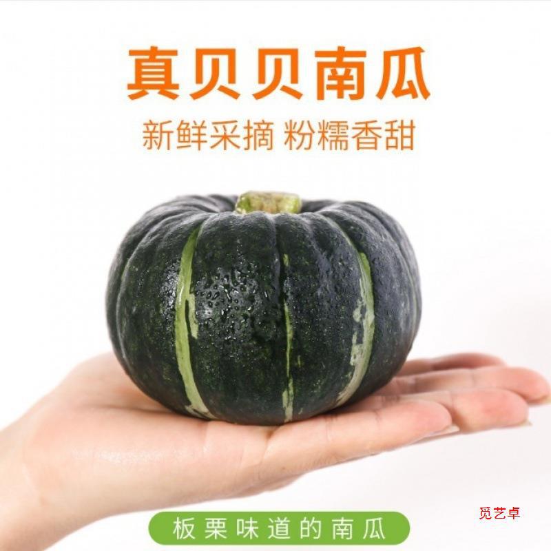 Beibei Pumpkin Chestnut Flavor Imported Seed Source Beibei Small Pumpkin Powder Glutinous Sweet Baby Food Supplement Fresh Vegetables Free Shipping