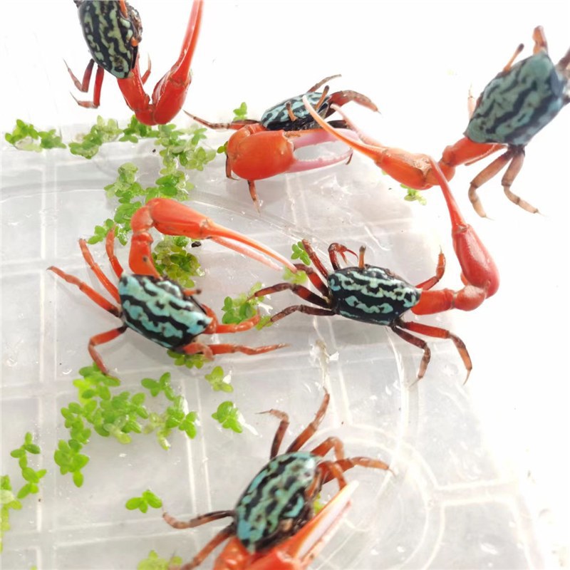 Watermelon Crab Couple Crab Hermit Crab Desktop Ornamental Crab Live Pet Crab Colorful Small Crab Wild Internet Celebrity Cute Pet