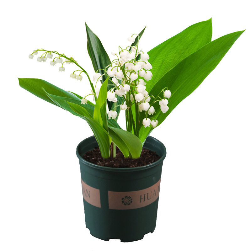 Lily of the Valley Seedlings with Buds, Strong-Scented Florals and Green Plants, Balcony Home Florals, Perennial Cold-Resistant Plants, Lily of the Valley Roots