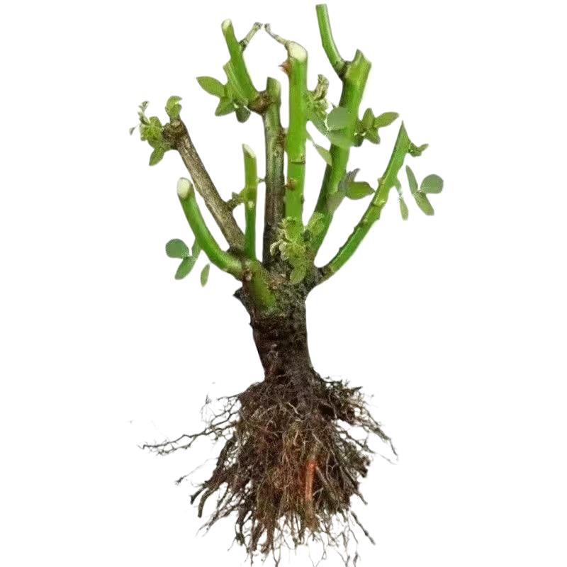 Rose Old Stump Flower Seedlings Indoor and Outdoor Potted Ground Planting Balcony Blooms All Seasons Easy to Grow and Maintain Rose Seedlings and Plants