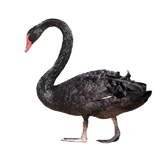Adult Black Swans, Live Healthy Black Swans, Ornamental Grade Adult Black Swans, Sold in Pairs, Free Shipping and Live