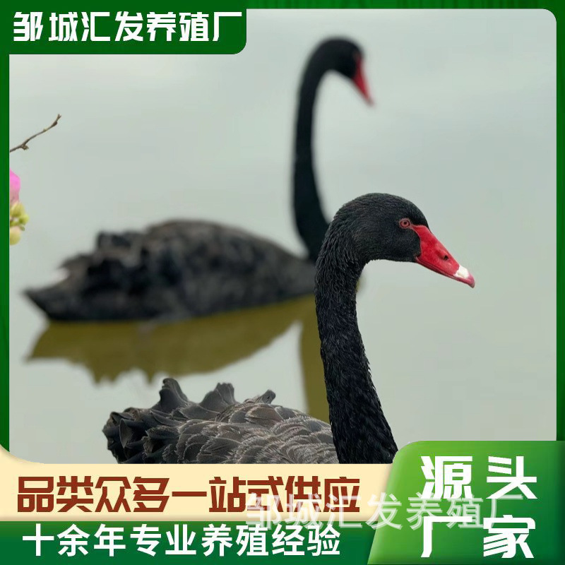 Взрослые черные лебеди для просмотра в живописных местах, живые черные лебеди для аренды в торговых центрах, цена за пару черных лебедей, черные лебеди-утята на продажу