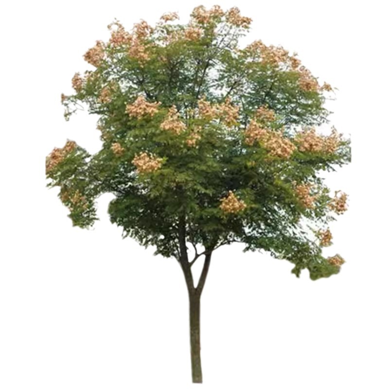 Base Wholesale Huangshan Luan Saplings Luan Saplings Bare Mountain Reforestation Seedlings Small Saplings Greening Tree Seedlings