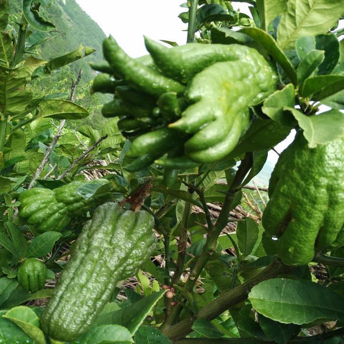 Freshly Picked Bergamot Fruit Raw Materials 1.5kg Free Shipping Citron Bergamot Fresh Fruit Five-Finger Orange Farm-Grown