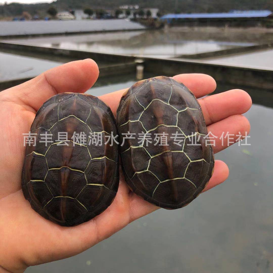 Waitang Chinese grass turtle cold water grass turtle ink turtle Golden Line grass turtle black belly grass turtle pet lucky turtle wholesale