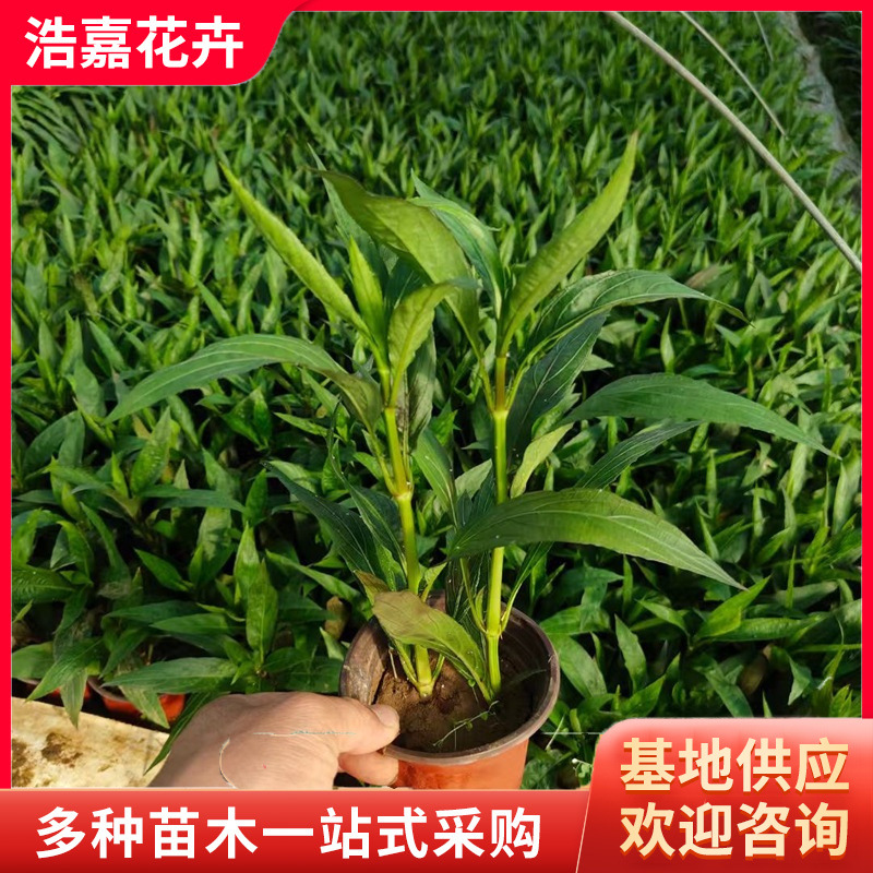 Clematis Seedlings Potted Ground Cover Clematis Cup Seedlings Florals and Green Plants Cold-Resistant and Heat-Resistant Wholesale Flower Clematis