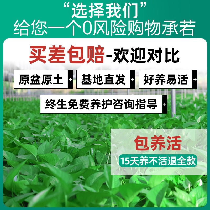 180-Color Gallon Water Storage Green Radish Potted Indoor Green Basket Long Vine Large Leaf New House Household Formaldehyde Removal Green Plant