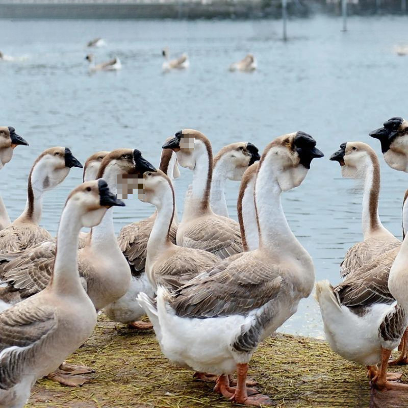 Authentic Lion Head Goose Live Chickens 0.5kg Extra Large Lion Head Goose Small Goose Purebred Large Goose Half a Pound