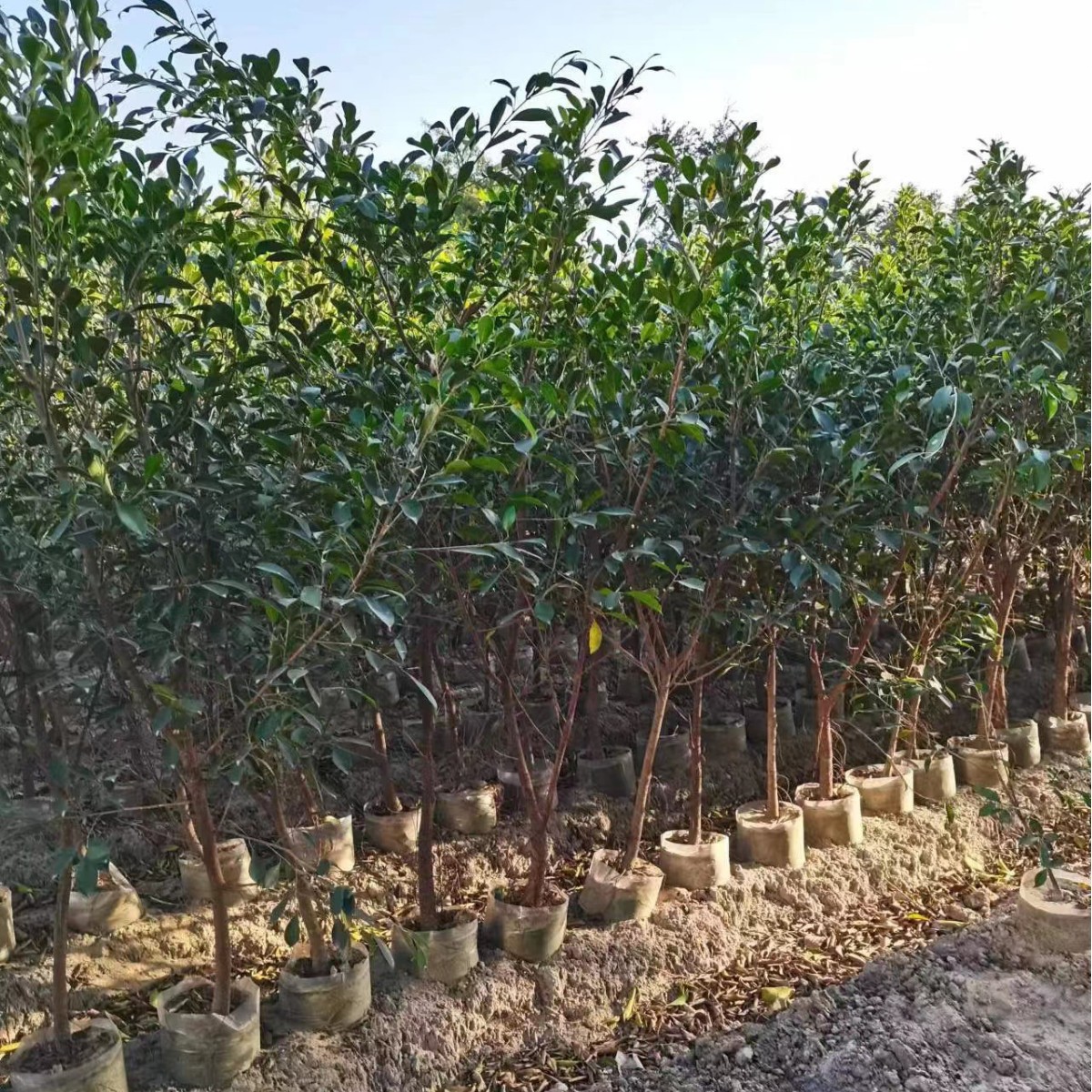 Banyan Tree, Small-Leaf Banyan, Fine-Leaf Banyan, Direct Sales from Zhangzhou Base, Green Hedge, Landscaping, Nursery Garden
