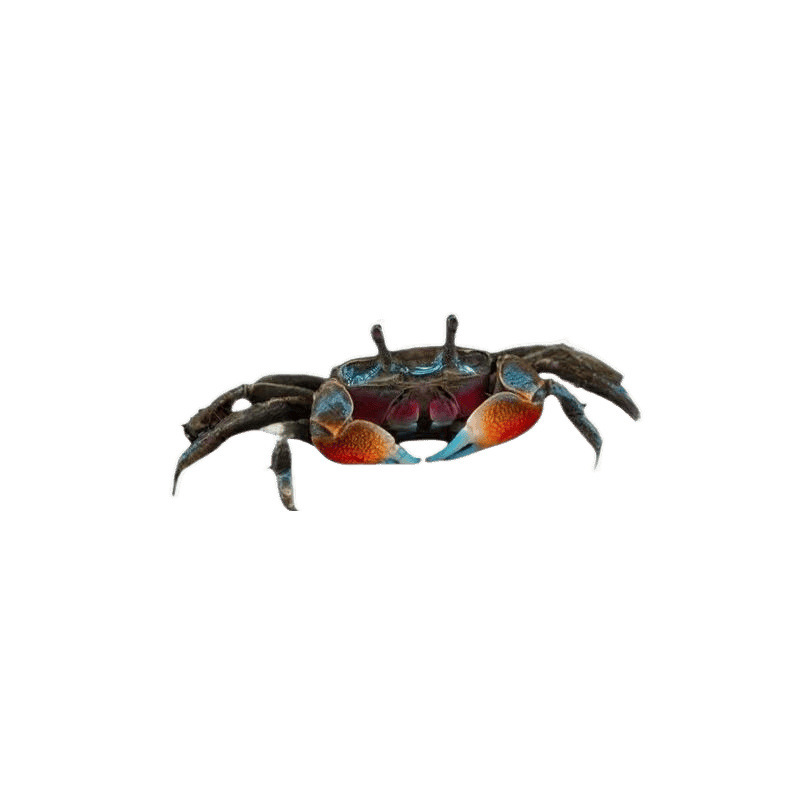 Crab Wholesale Crab Mini Chili Crab Small Crab Ornamental Crab Freshwater Pet Crab Mate Mini China