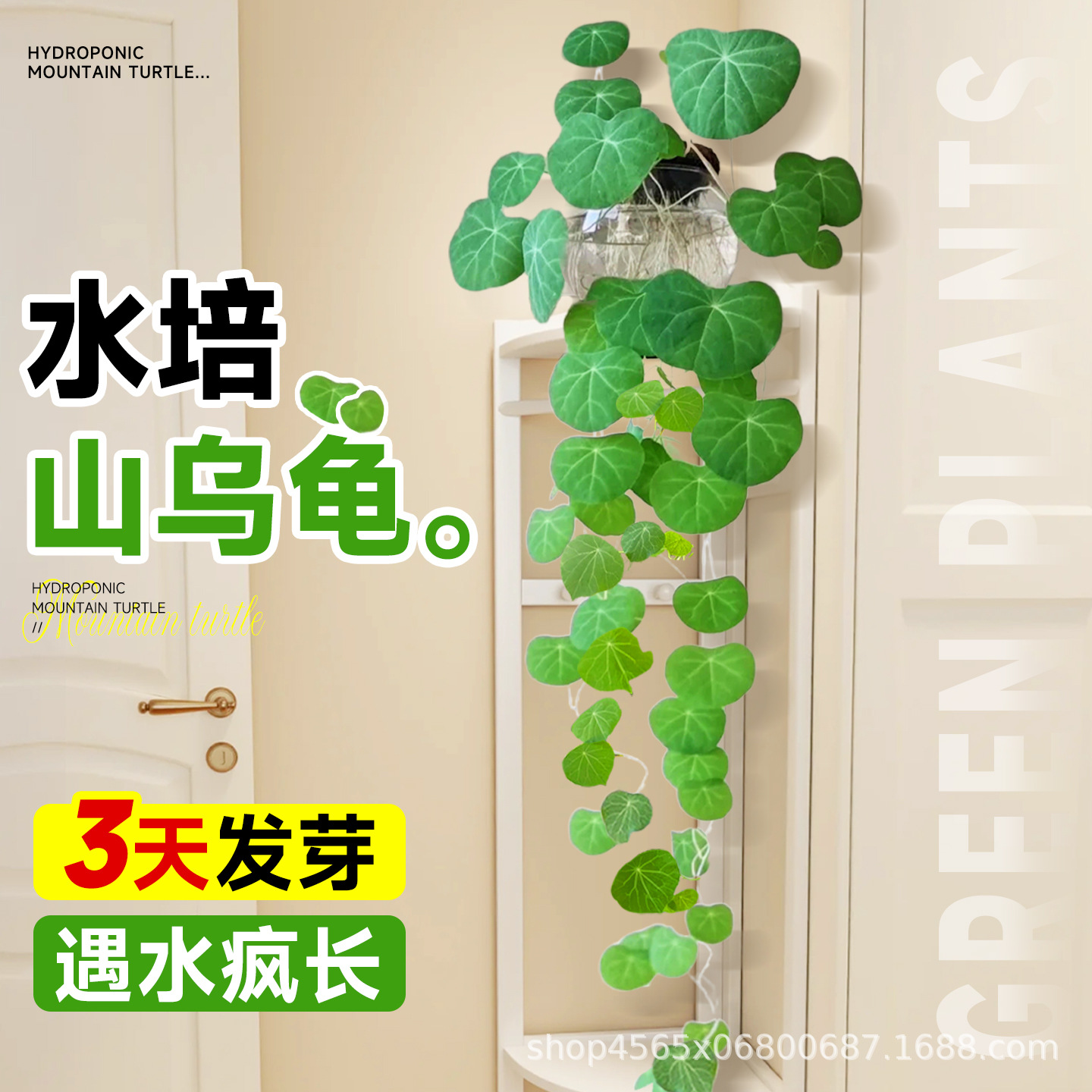 Hydroponic Mountain Turtle Climbing Vine Plant Office Desktop Green Plant One-Leaf Turtle Leaf Red Vine Seed Ball Easy to Grow in All Seasons