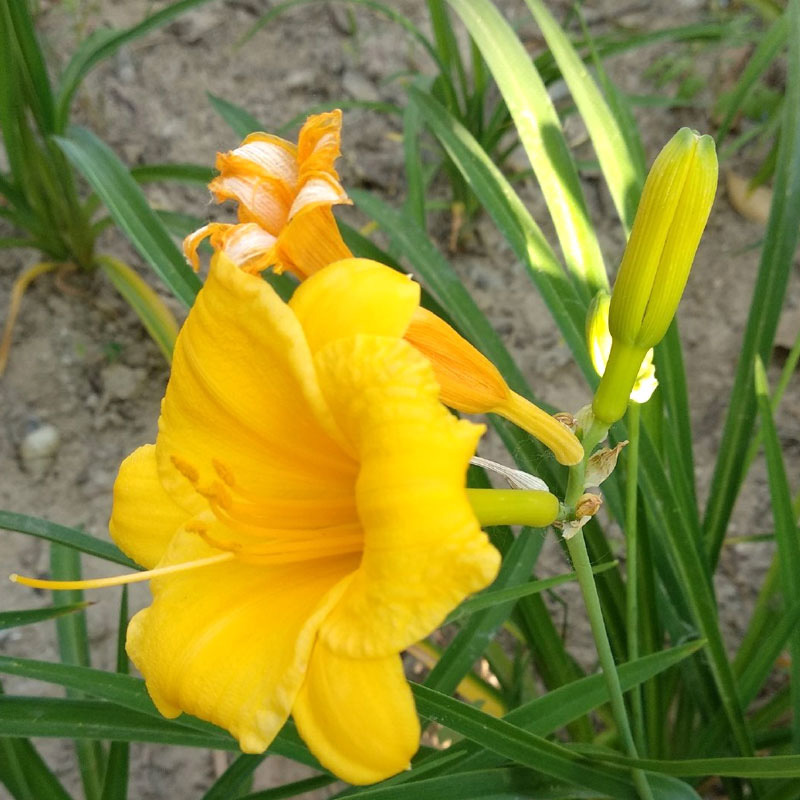 Golden Baby Daylily Flower Seedlings, Iris Seedlings, Butterfly Orchid Seedlings, Easy to Grow and Live in All Seasons, Courtyard Landscape Golden Baby Seedlings