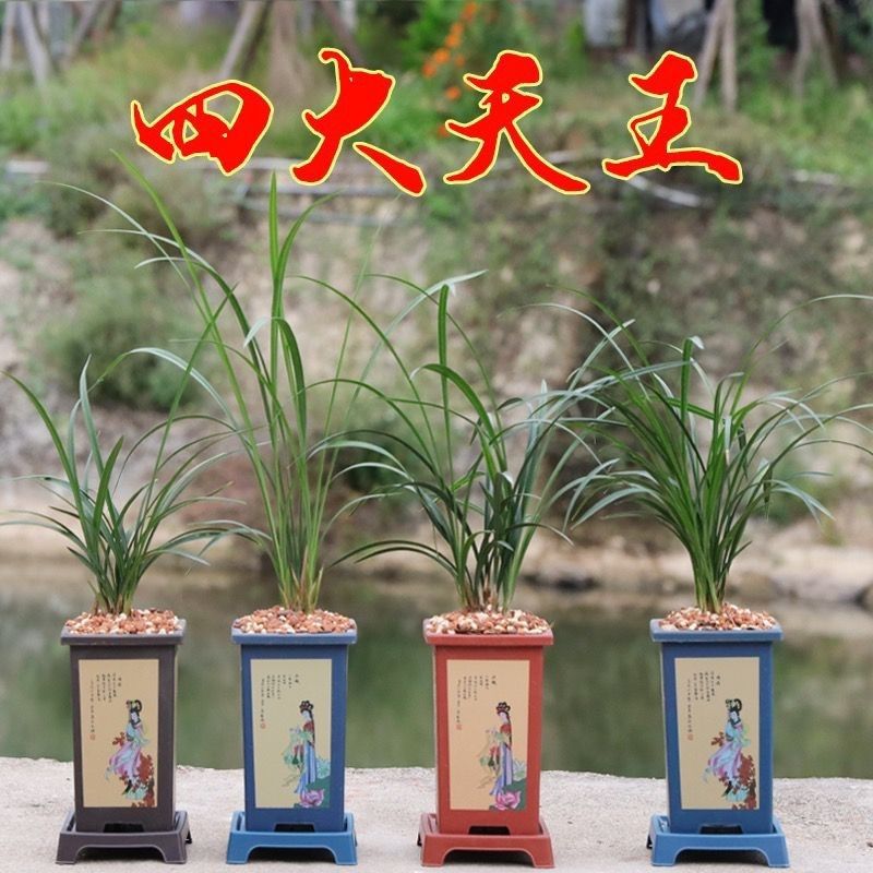 Сонмей Чунлан, четыре старые сорта ароматных орхидей, Лонгзи Цзийюаньванцзы, восемь старых сортов цветов