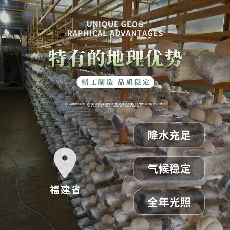 Guxi boiled straw mushroom tablets 1kg straw mushroom boiled grass mushroom canned pickled straw mushroom canned factory direct supply