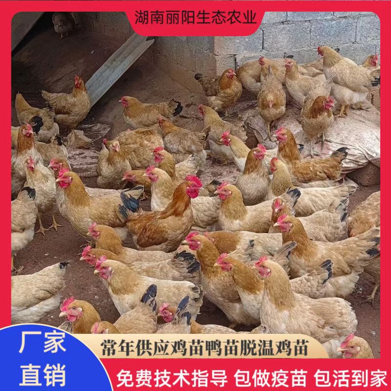 For Sale Live Chicken Chicks, Wannan Yellow Hens, Rural Free-Range Chickens, Free Support for Breeding Technology