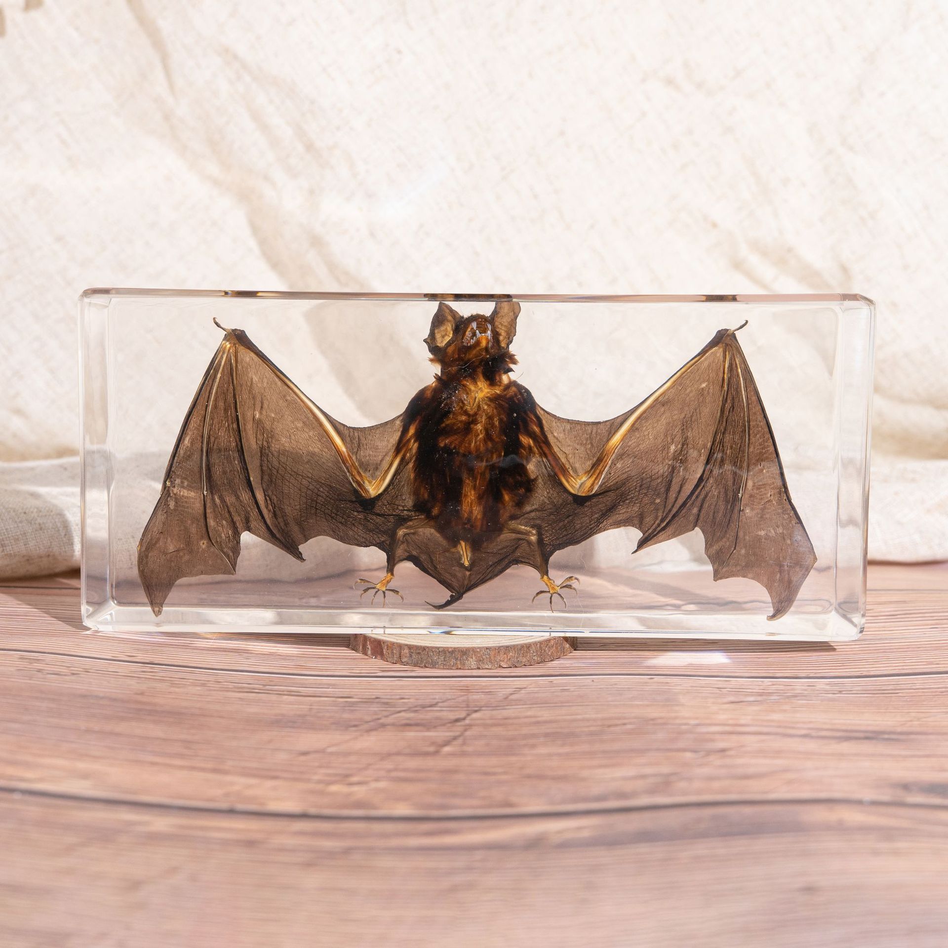 Foreign Trade Hot Selling Real Bat Specimens Amber Ornaments Cultural and Creative Gifts Resin Crafts Collection Toys