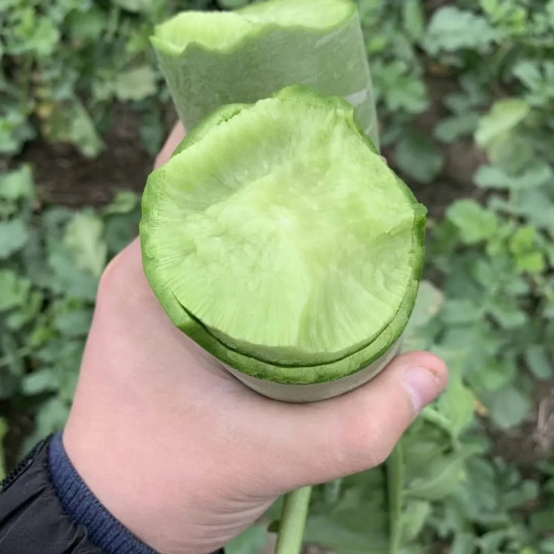 Shandong Weifang Fruit Radish Direct Delivery from the Place of Origin, Green Radish Free Shipping, Seasonal Fruit Radish Dropshipping